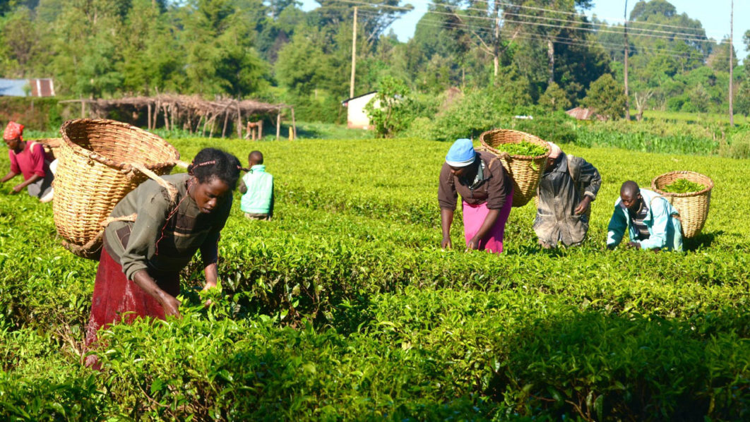 Smallholder farmers harvest cassava in Ogun State, Nigeria, as part of efforts to boost agricultural productivity and market access under new development initiatives.