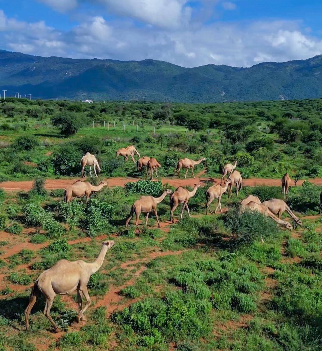 Somali camels, a national herd estimated at nearly 10 million, remain central to Somalia's livestock economy and pastoral life.