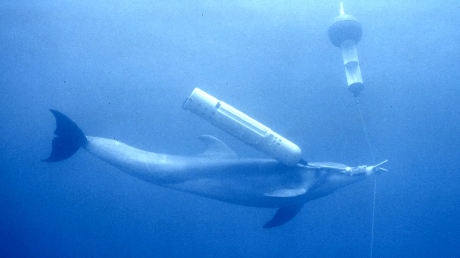 Dolphin surfacing in open waters during a controlled marine training environment.