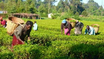 Smallholder farmers harvest cassava in Ogun State, Nigeria, as part of efforts to boost agricultural productivity and market access under new development initiatives.