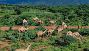 Somali camels, a national herd estimated at nearly 10 million, remain central to Somalia's livestock economy and pastoral life.