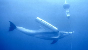 Dolphin surfacing in open waters during a controlled marine training environment.